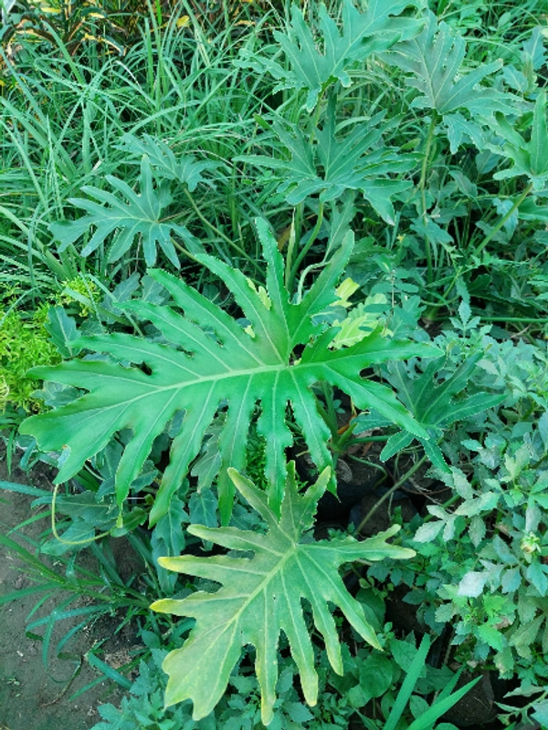Thaumatophyllum xanadu
